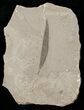 Fossil Willow Leaf - Green River Formation #16300-1